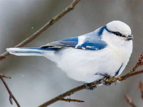 Azure Tit